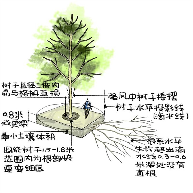 园林景观之城区乔木种植技术
