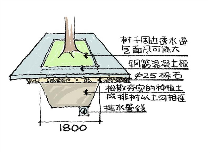 园林景观之城区乔木种植技术